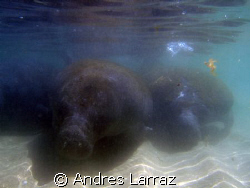 Herd of manatees by Andres Larraz 